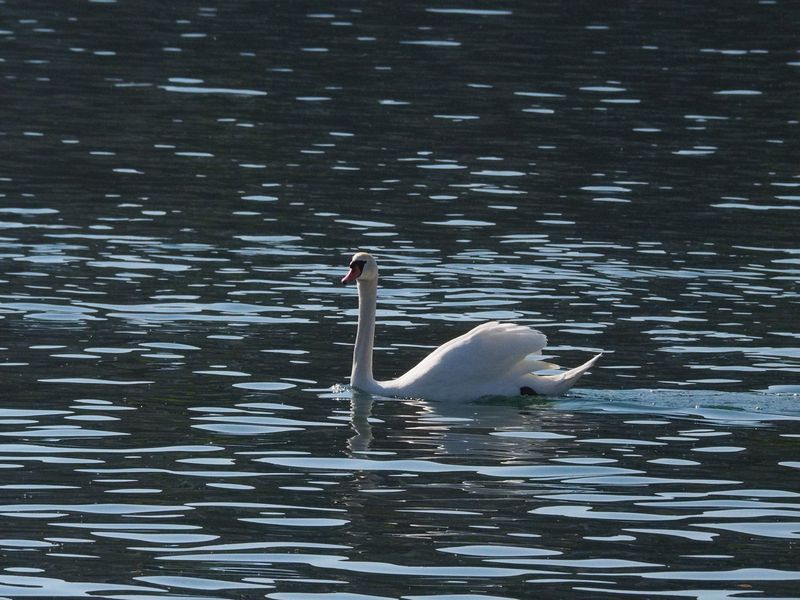 There are lots of swans on the river like this one